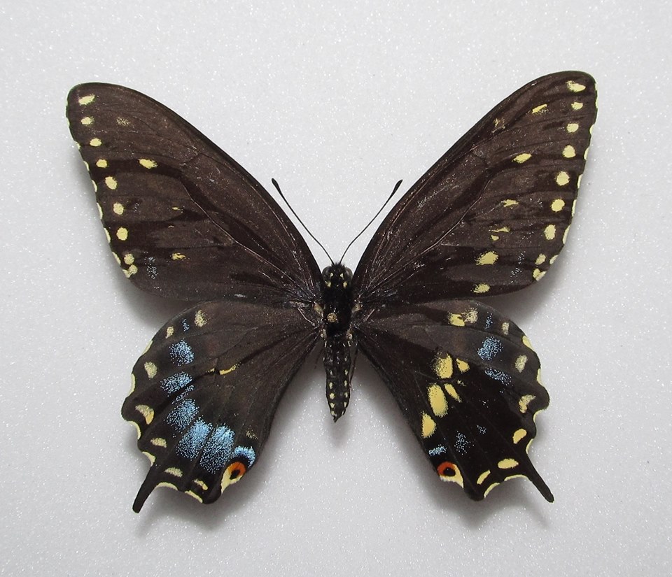 Papilio polyxenes (gynandromorph) (Internet Image property of respective owner, non-commercial use only)
